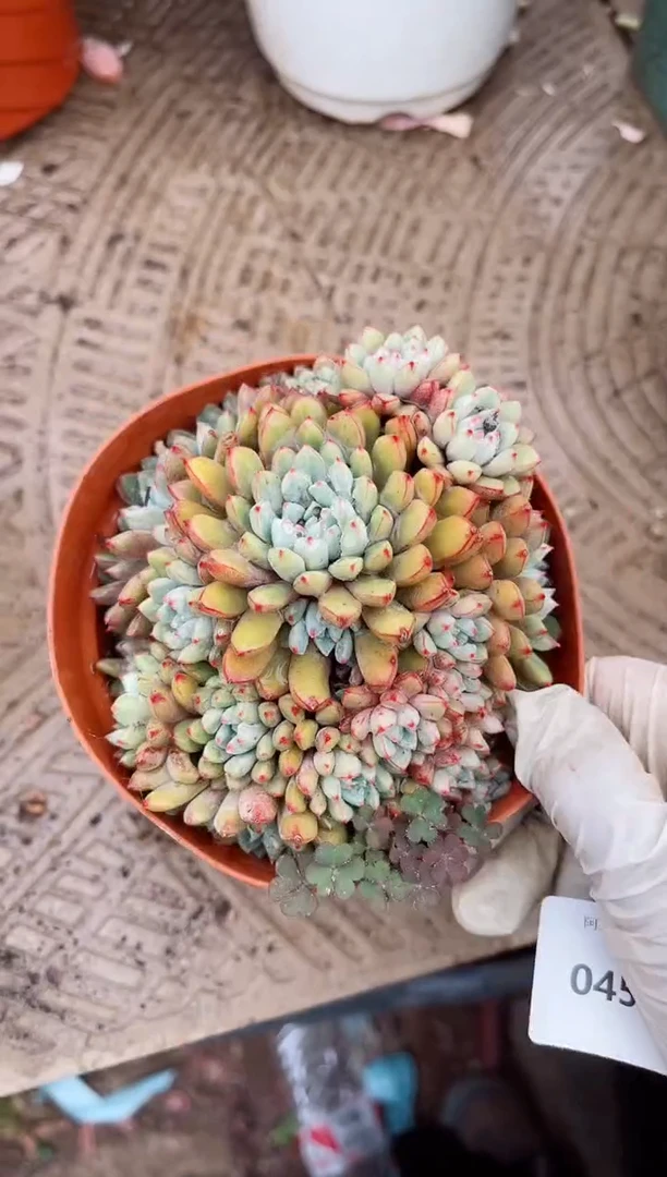 【闪购商品】04586