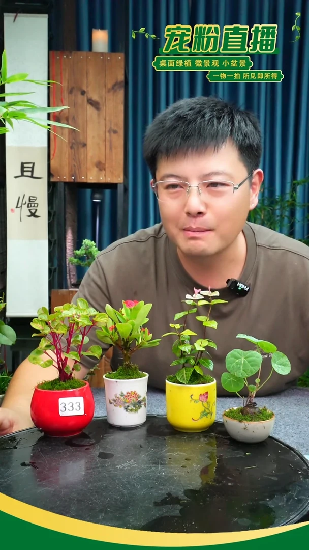 无花朵?**克苔藓微景观333号