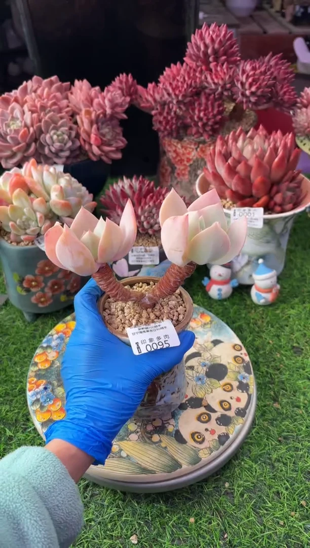 昆明印象多肉0095