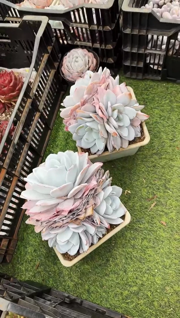 180#母本3-4头雪莲（14-18cm）脱土