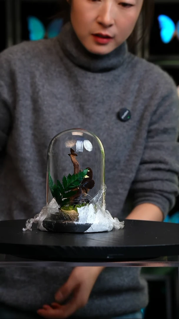 蝴蝶标本摆件竞拍M60