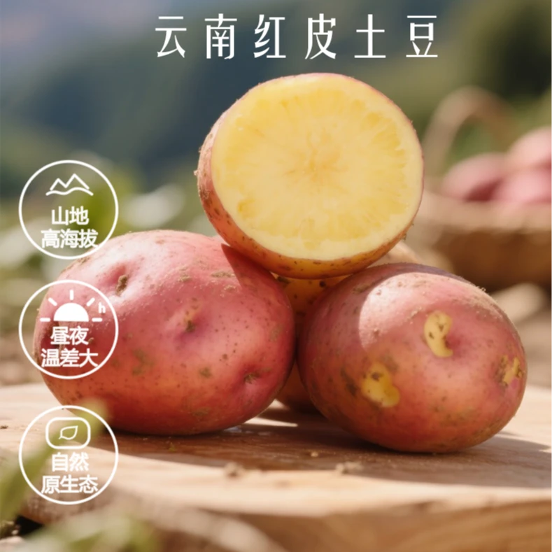 云南红皮黄心新鲜现挖洋芋土豆农家食品高原特色蔬菜新鲜果蔬