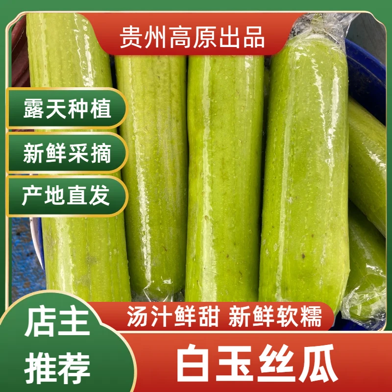 贵州高原白玉丝瓜新鲜现摘露天种植鲜嫩多汁农家蔬菜