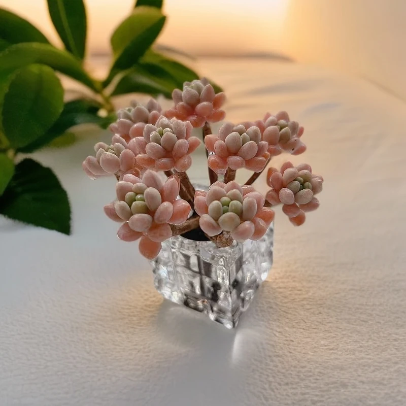 W精品无土多肉-鱼子酱【所见即所得】