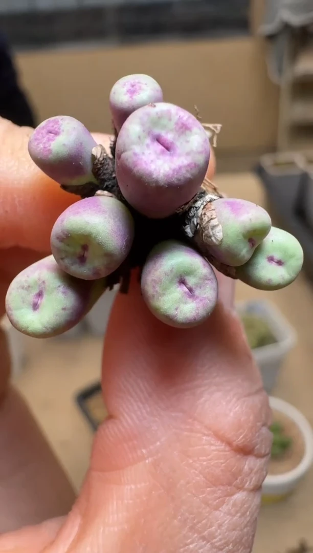 【闪购商品】1/21-390