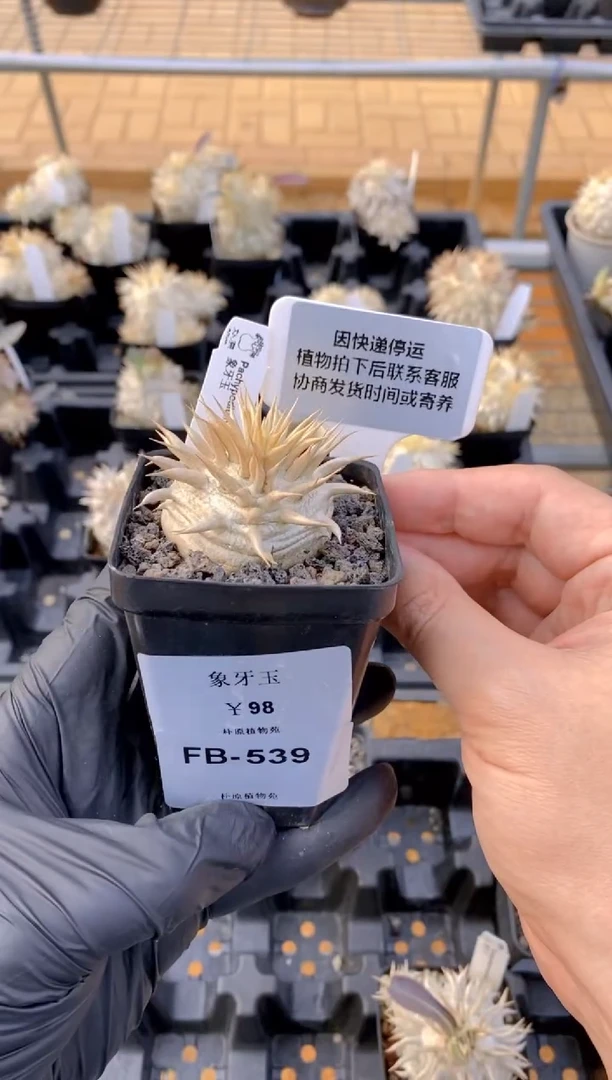 【闪购商品】象牙玉FB-539