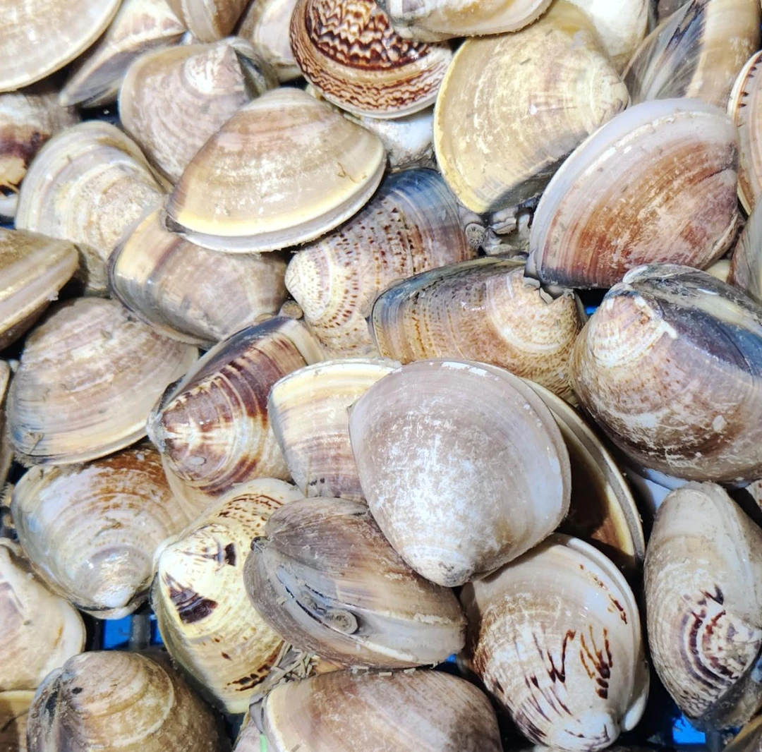 鲜活沙白 约500g/份