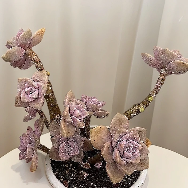 老桩紫乐带造型  熊猫多肉（满19包邮）脱土发庭院美观  净化空气