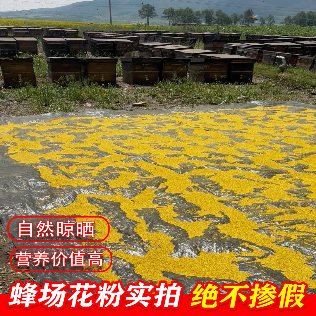 2025青海油菜花粉蜂花粉新鲜天然正品速发天然纯油菜花粉纯度高