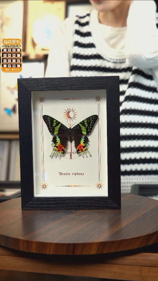 太阳蛾图腾款7寸竖框