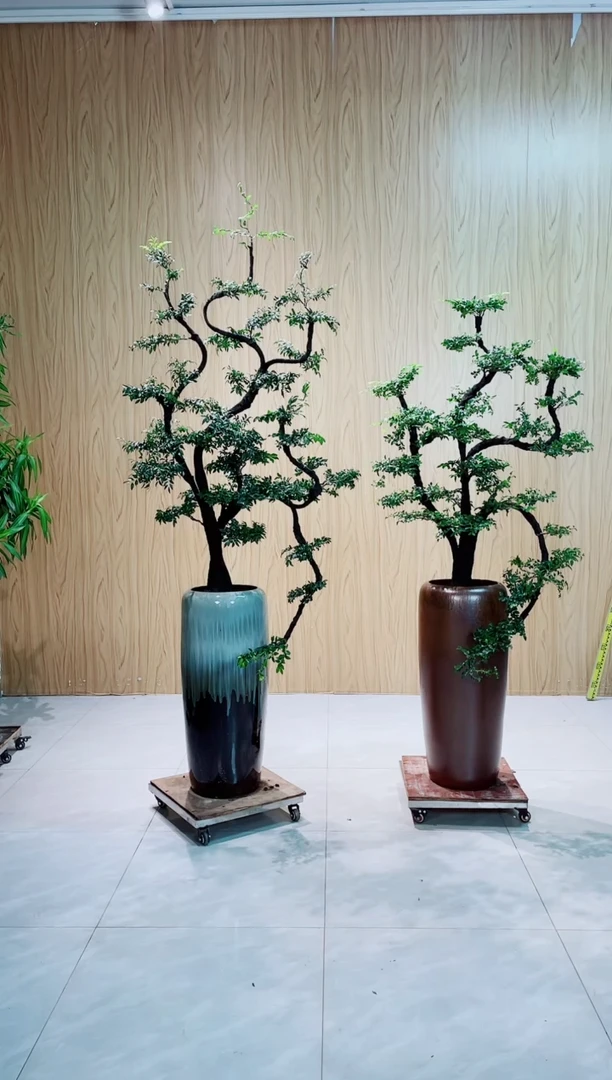 完全开放骆*广东小叶紫檀