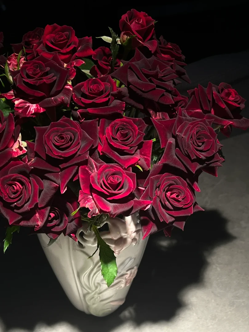 【多头紫罗兰玫瑰】黑丝绒复古色多头玫瑰 任意两单鲜花包邮（坤）