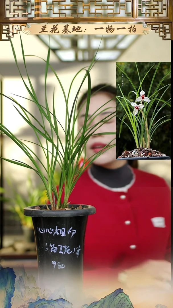 全部花苞莲瓣兰心心相印6苗2花苞