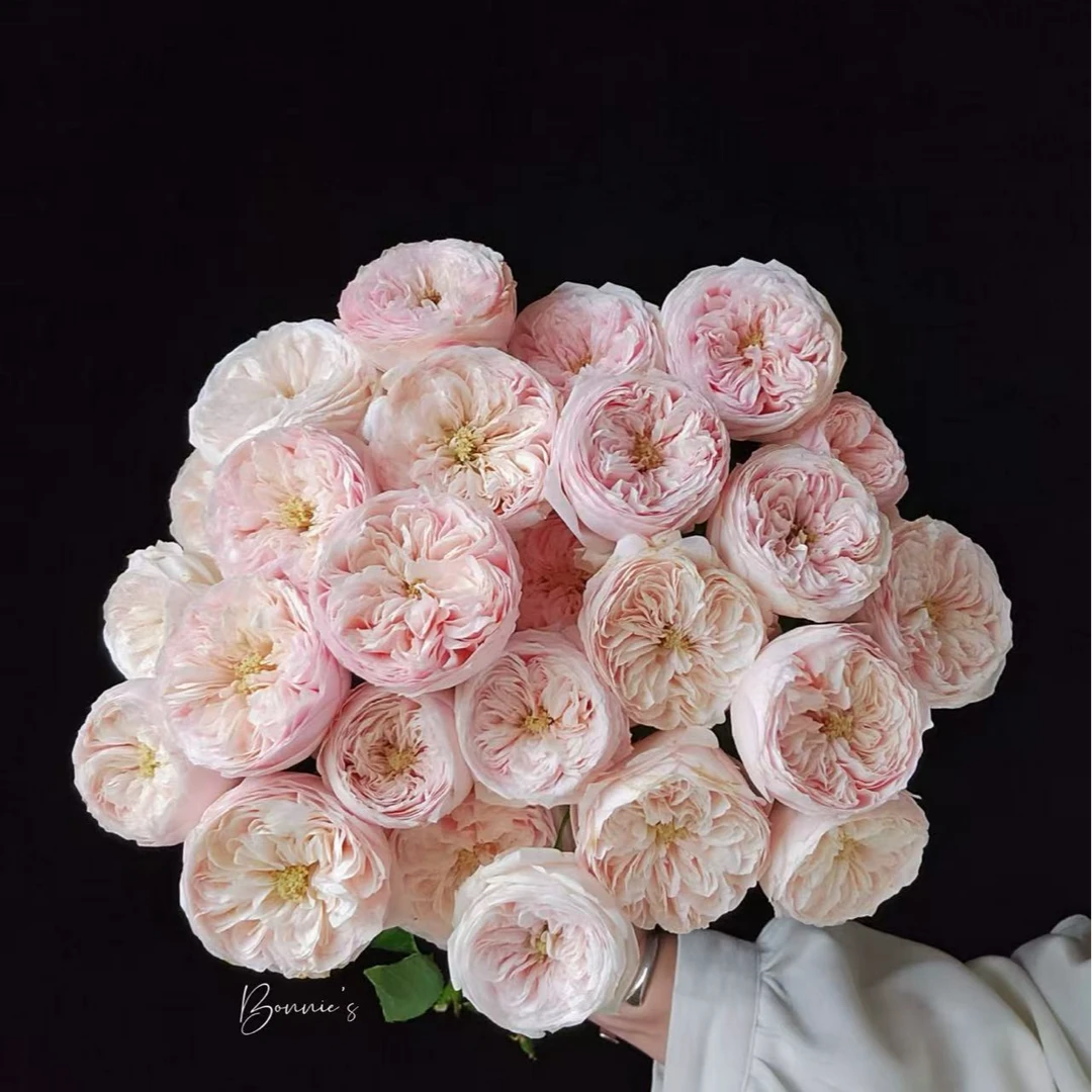 酷皮多头玫瑰：同一地址两单升级冷链，三单升级空运