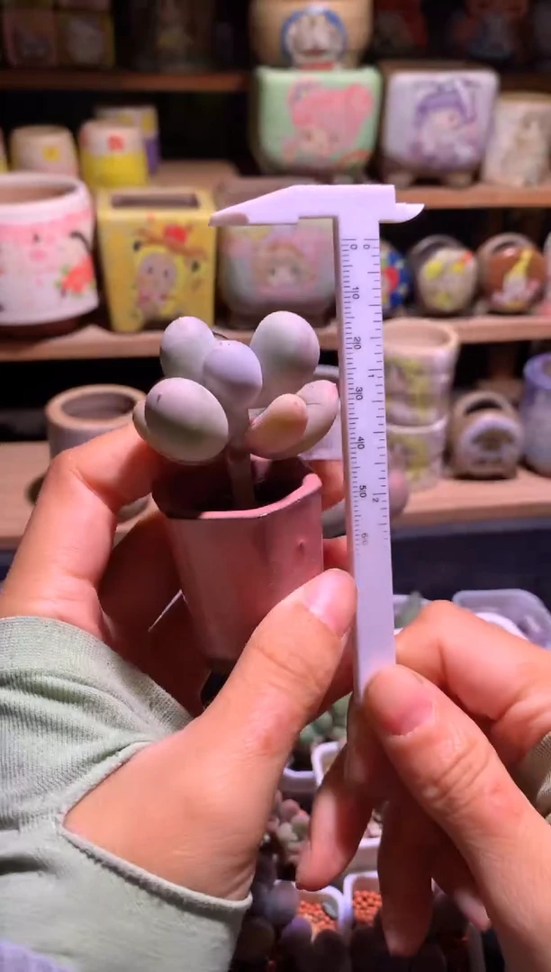 米可奶酪多肉哈哈