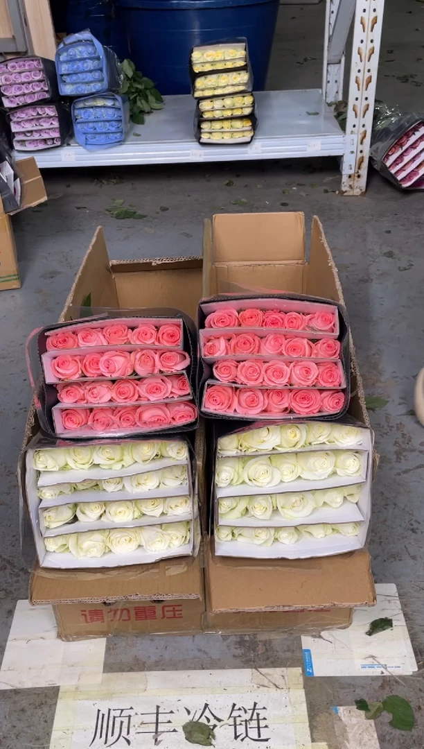 戴安娜20枝+骄傲20枝