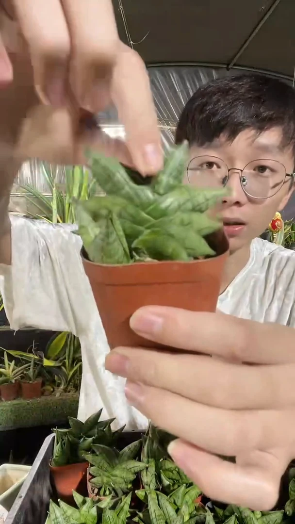 迷你姬佛手带盆土9.9