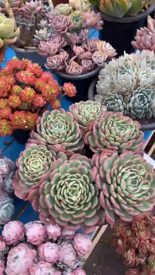 【闪购商品】2061十里桃花