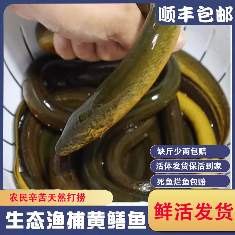 QY2【鲜活发货】土黄鳝新鲜黄鳝鲜活活体黄鳝鱼活鱼现捕现抓鳝鱼
