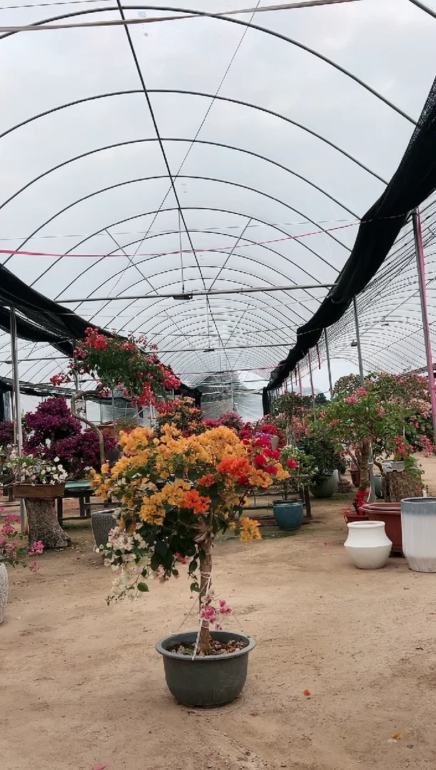 【闪购商品】盆景多色