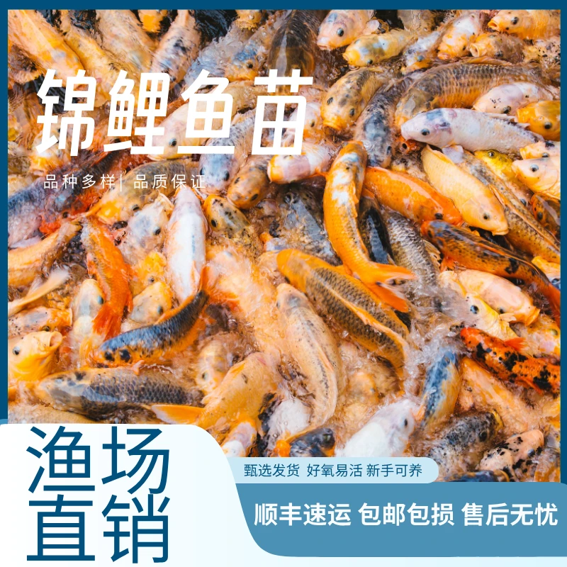 锦鲤活鱼黄金锦鲤火鲤淡水好养易活鱼红白小型纯种锦鲤小锦鲤鱼苗