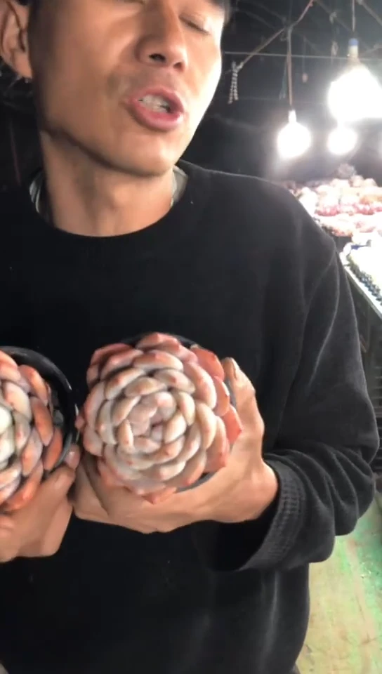 【闪购商品】单头小韩橙2颗