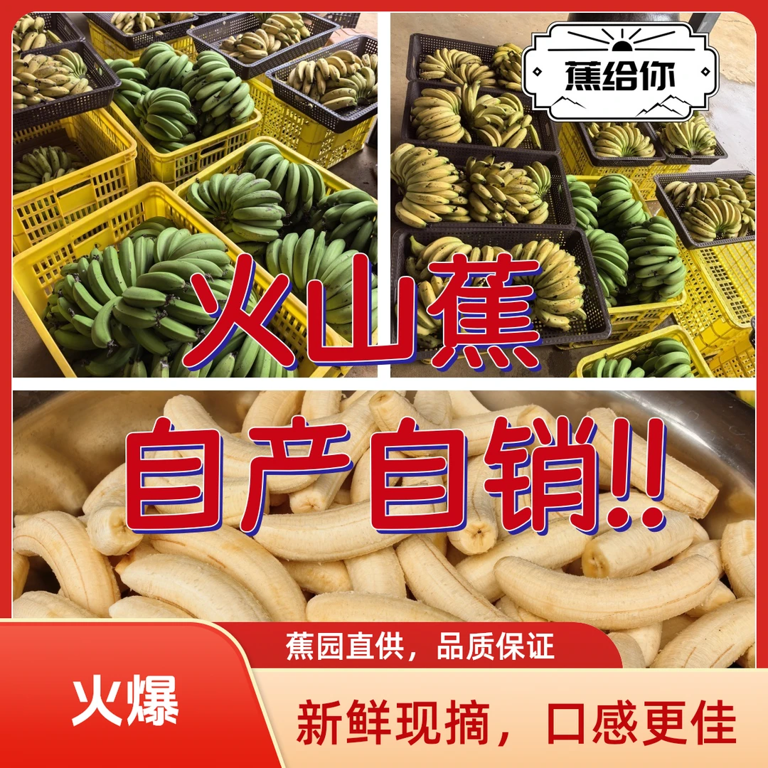 香甜软糯香蕉涠洲岛大香蕉广西北海产地直销岛民直发0科技整箱
