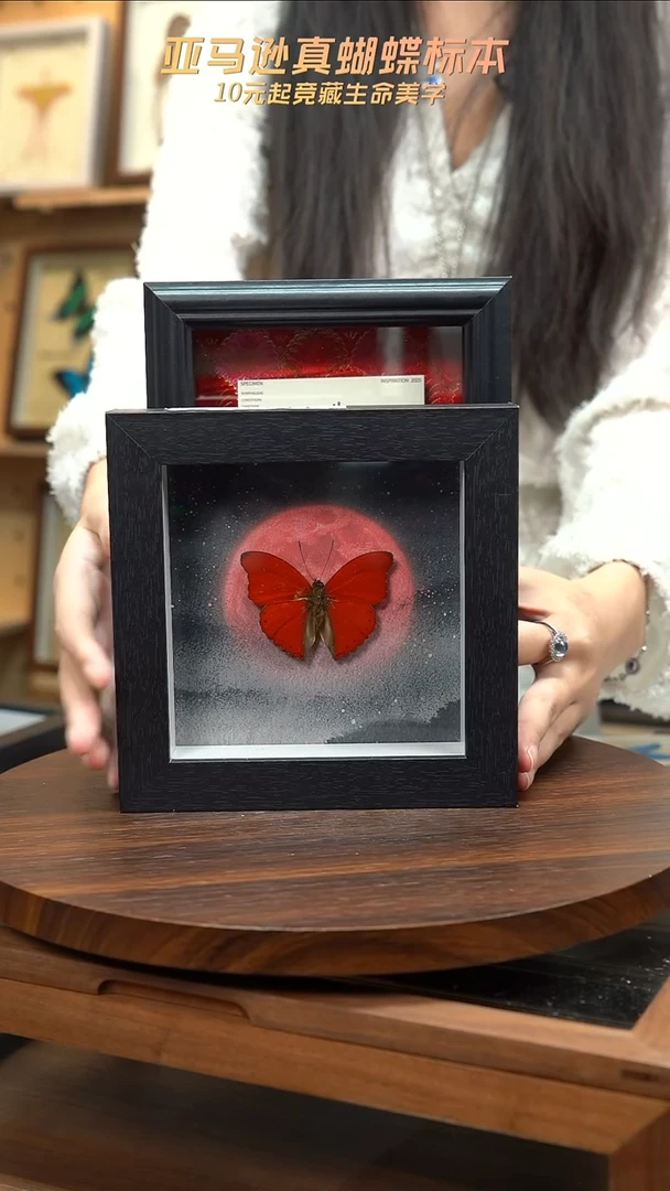 血漪蛱蝶6寸黑色方框红日款