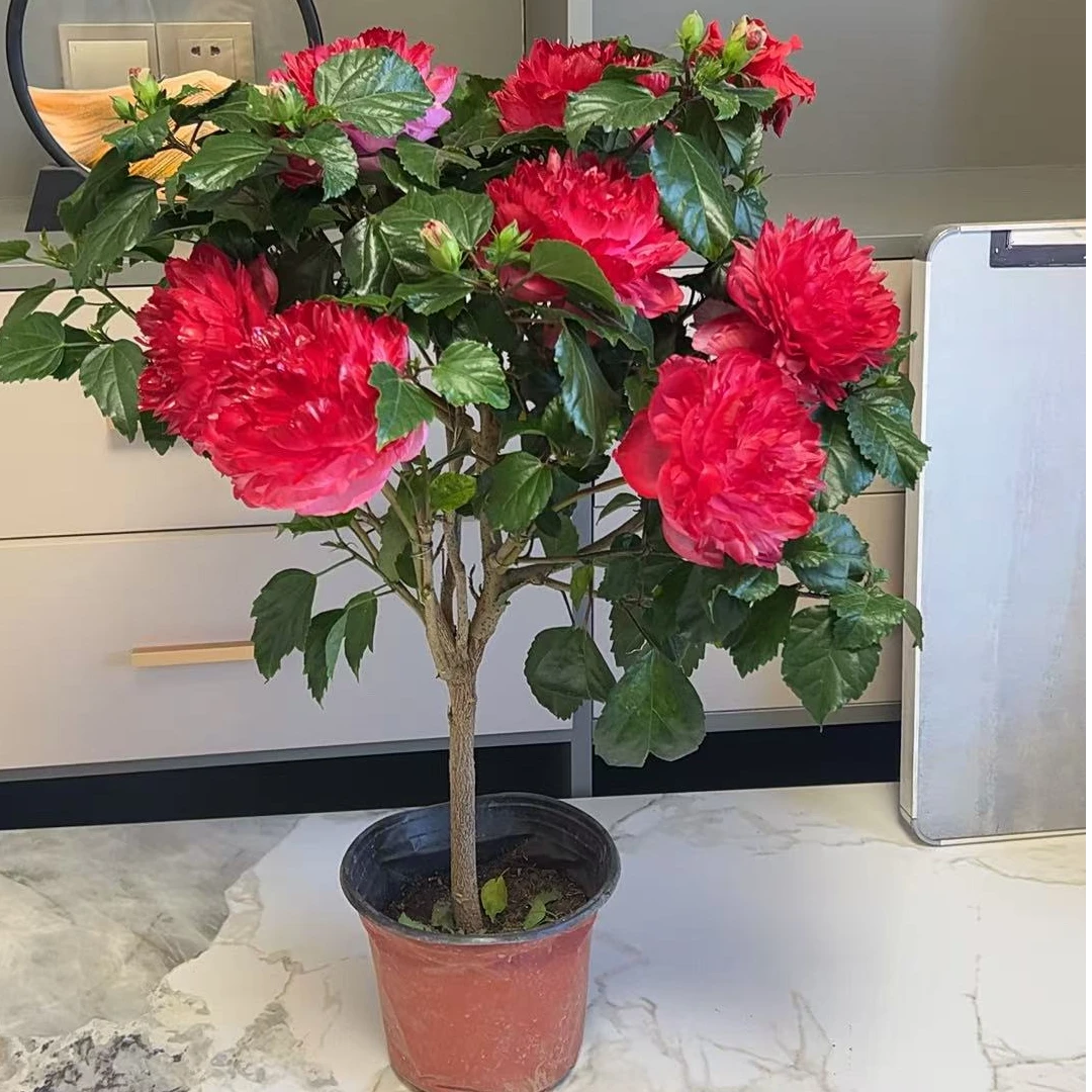 红色【四季木槿】耐寒大花浓香南方北方阳台庭院好养花卉