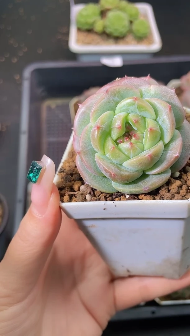 022彩虹Y珍妮量拍发一颗
