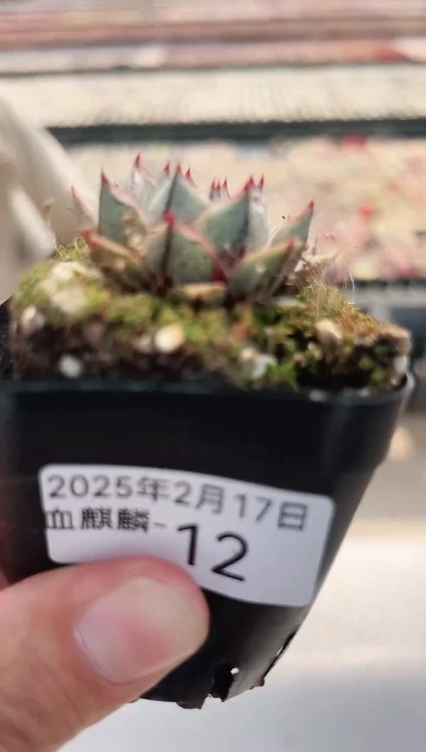 【闪购商品】血麒麟-12