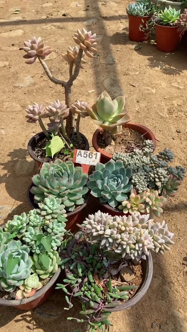 A561闪购清风花木兰多肉组合脱土发货