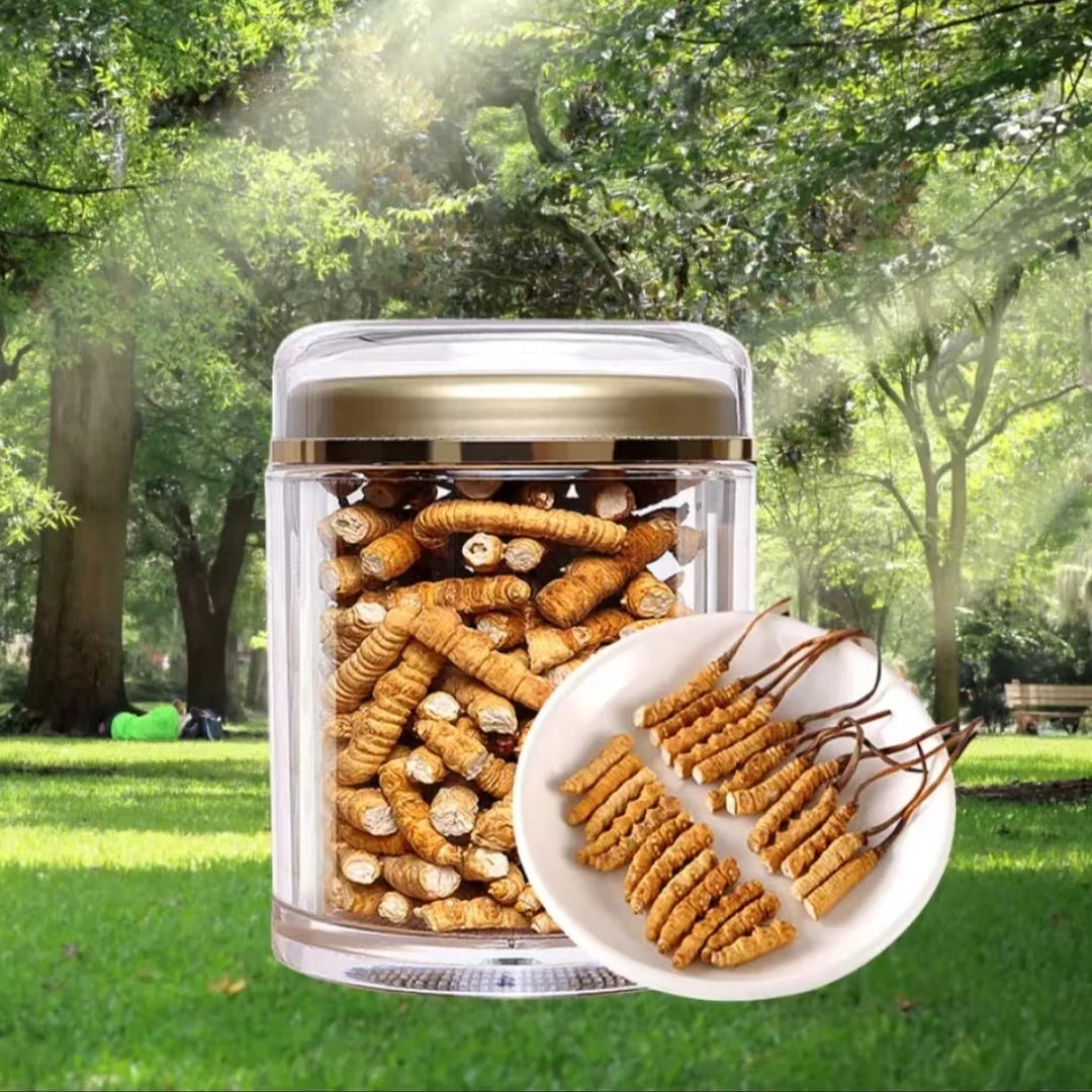 正宗高海拔大断草藏区虫草-断虫草自用佳品