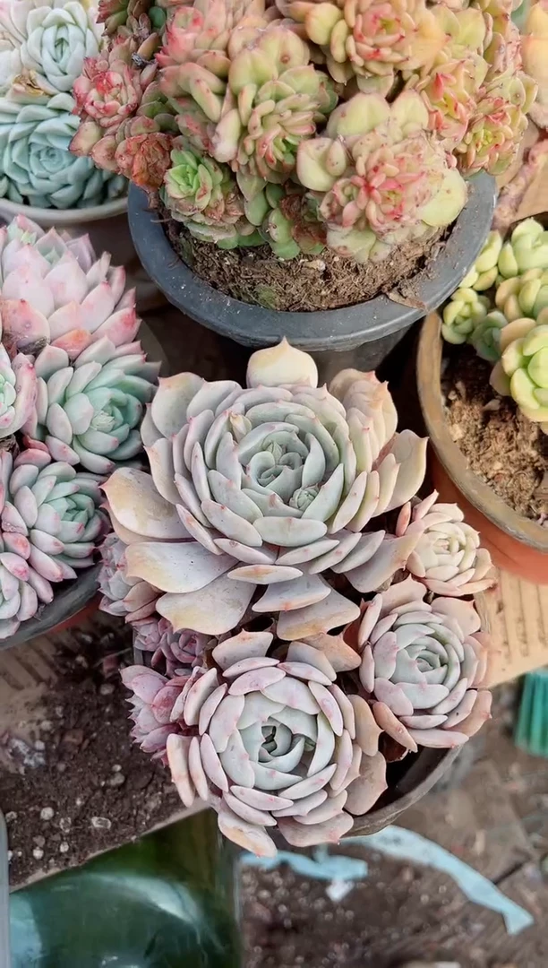 【闪购商品】12327