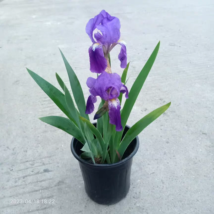德国鸢尾花苗盆栽宿根地被耐寒植物蓝蝴蝶庭院花坛多年生花镜绿化