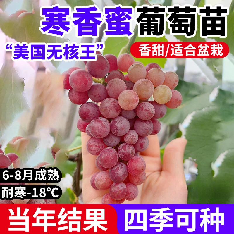 特大葡萄树苗嫁接寒香蜜葡萄苗耐寒无籽含香蜜葡萄树盆栽地栽果树