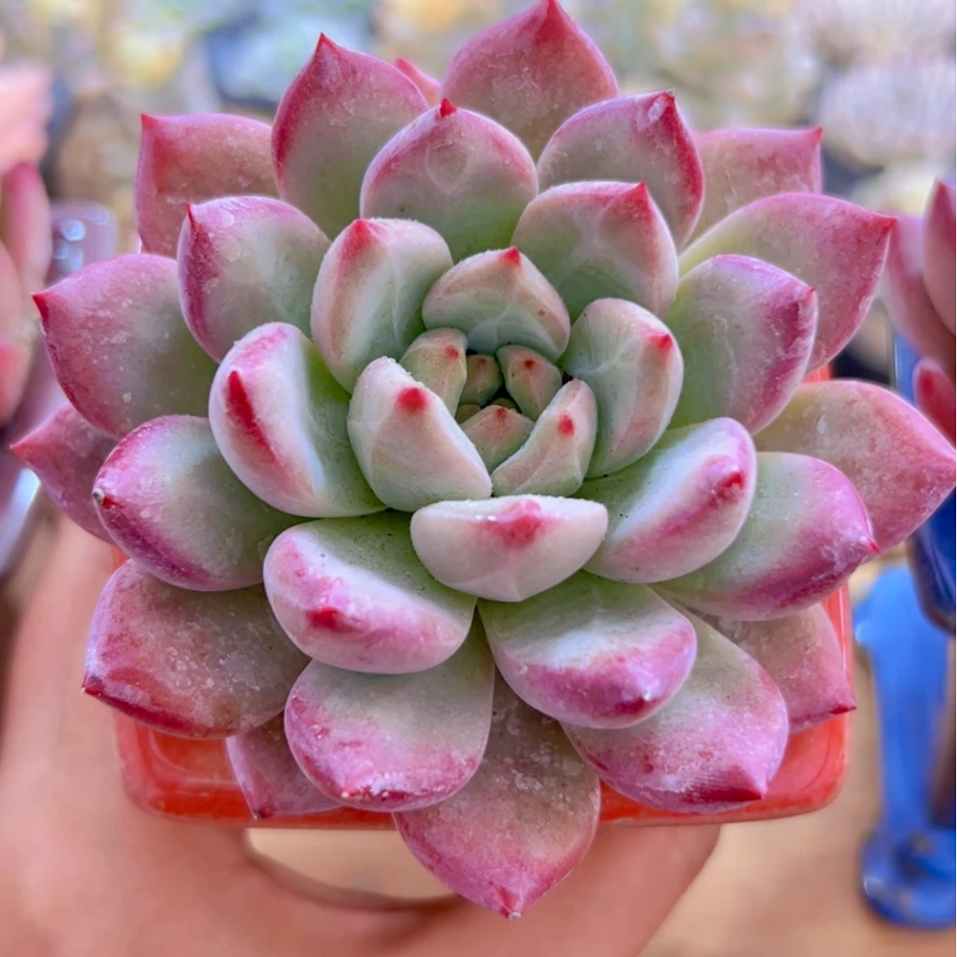 慢悠花房 香克斯美人 多肉阳台绿植园艺盆栽花卉庭院多肉植物