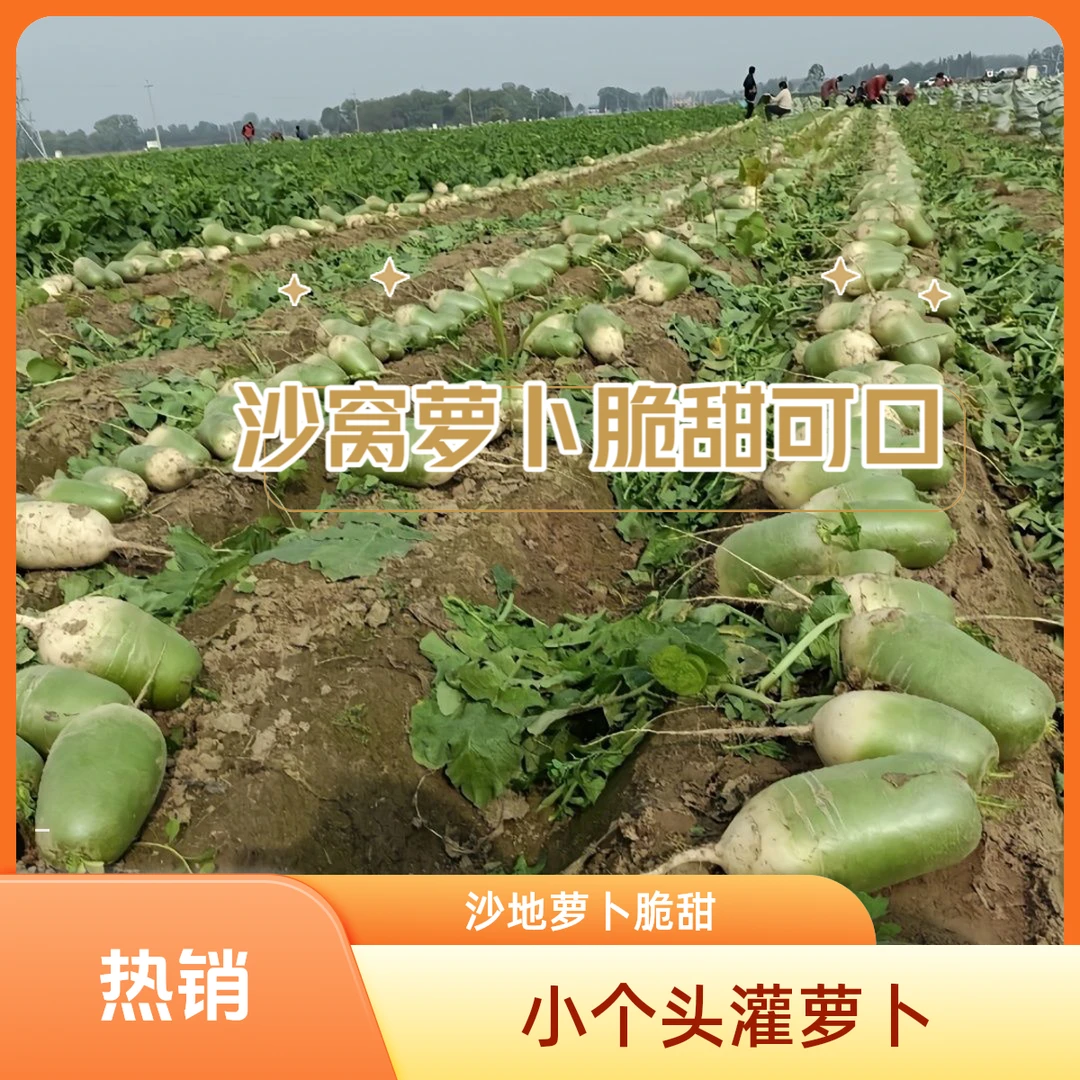 农家自种生鲜现挖现发沙窝青萝卜脆甜微辣适合生吃当季农产品新鲜