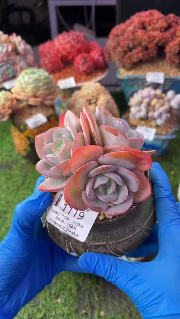 昆明印象多肉1119