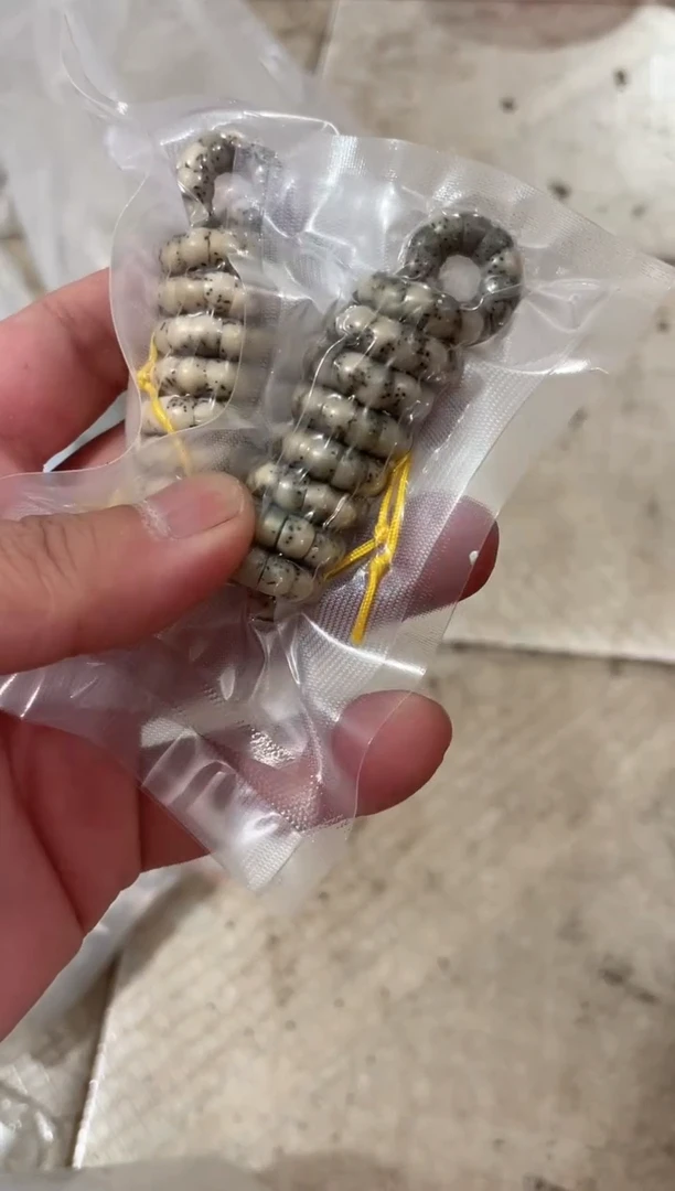 星月菩提手串海南星月菩提《A007》6X5大肠