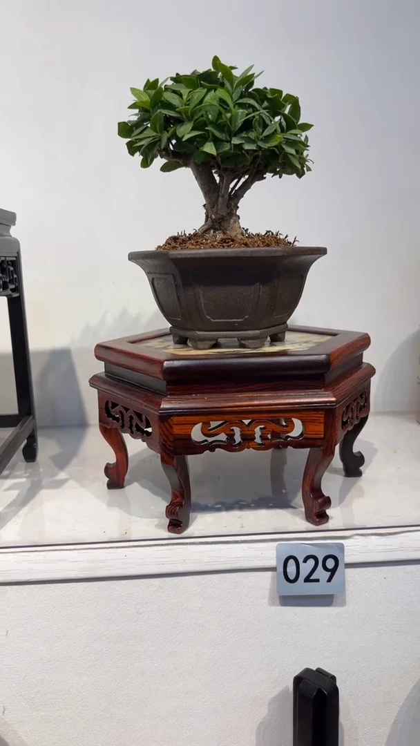 【闪购商品】紫砂1紫砂紫砂紫砂紫砂紫砂
