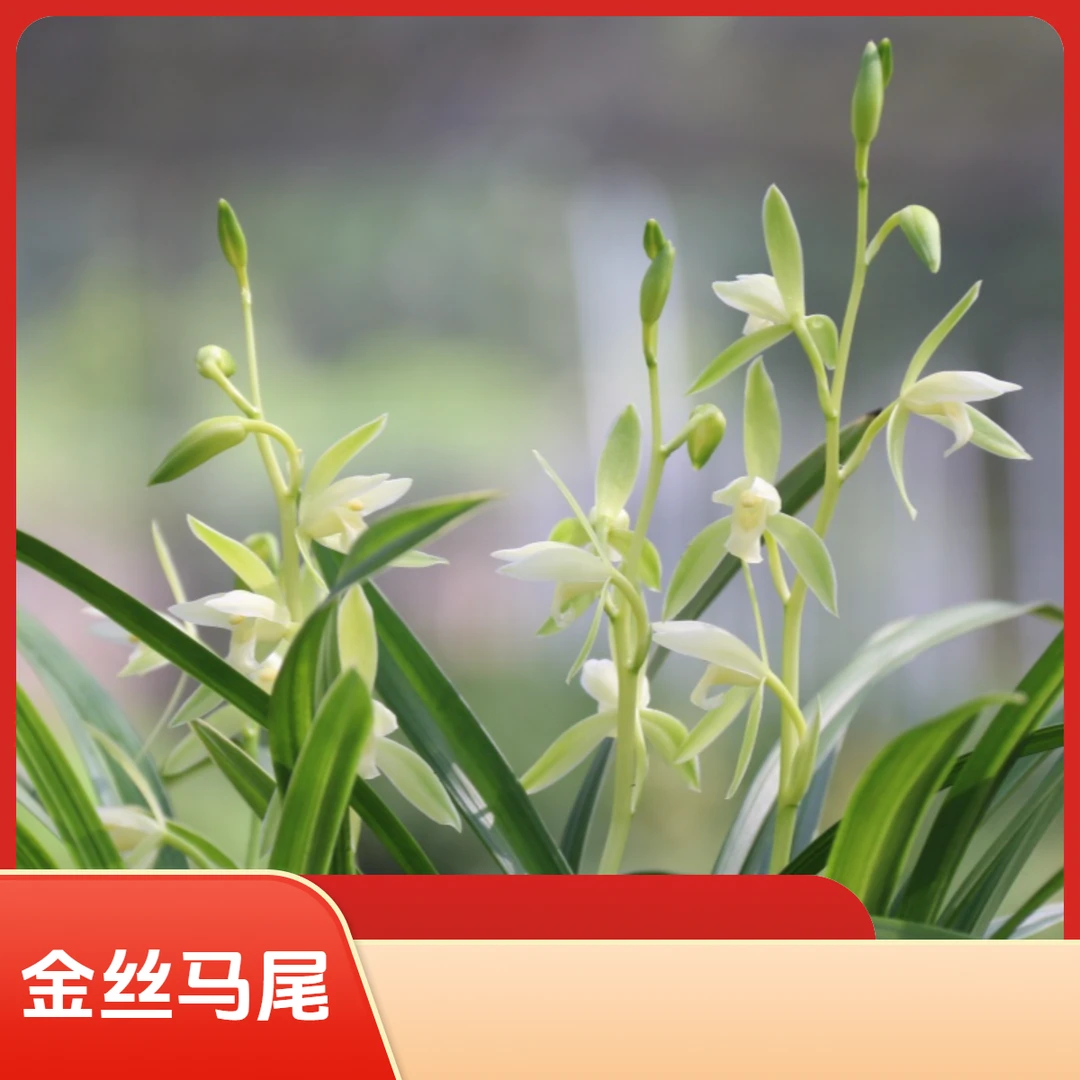 【建兰多品种】浓香型建兰名品素心家居盆栽花卉绿植兰花盆栽