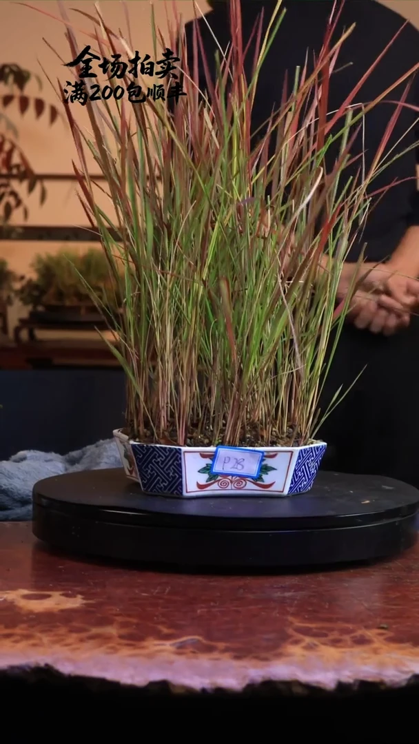 完全开放P28草本植物 不包邮