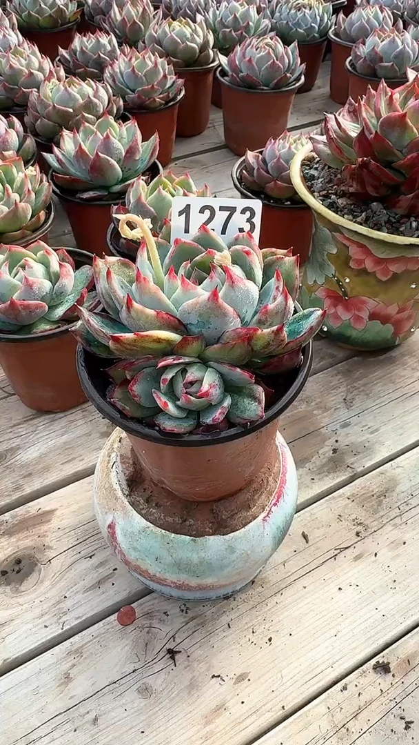 【闪购商品】1273惊鸿仙子（裸根发货）（不包整）