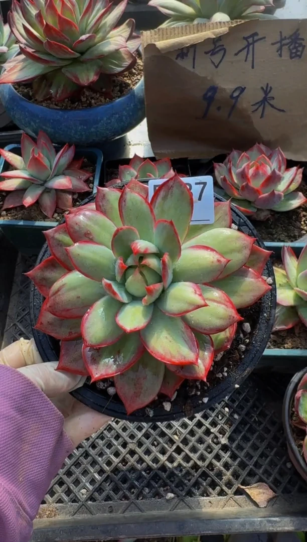 E287惊鸿仙子（裸根发货）