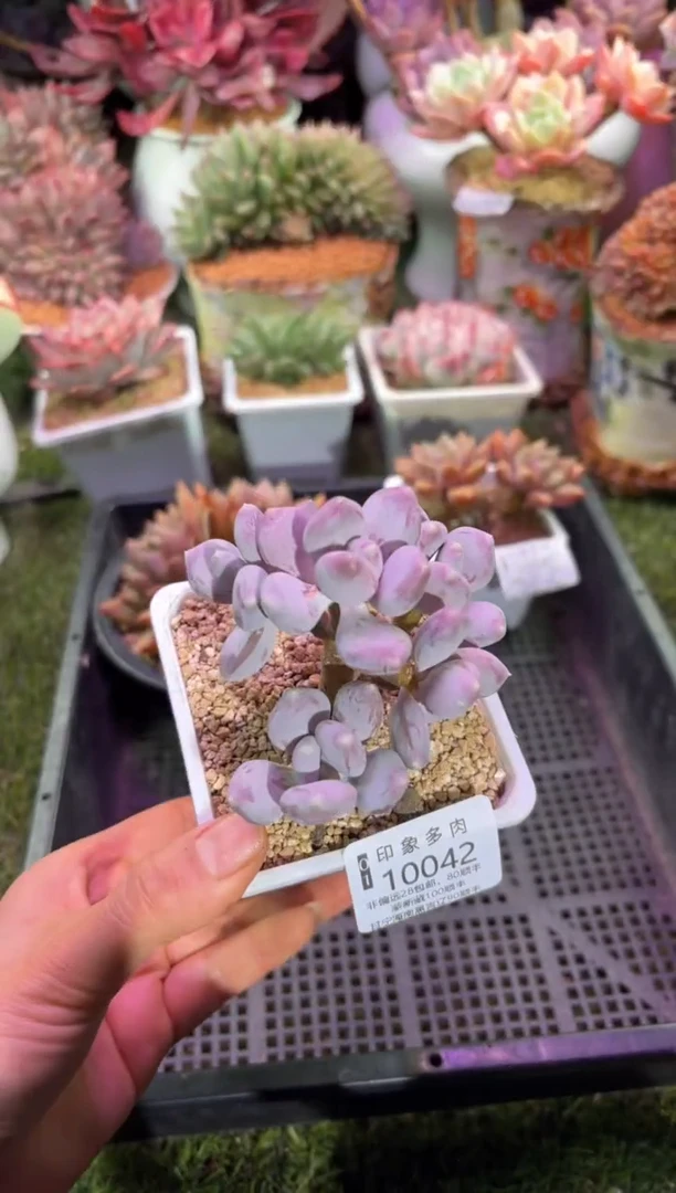 【闪购商品】10042