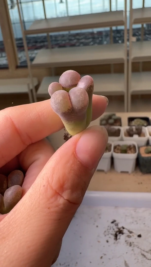 24-226多肉植物肉锥