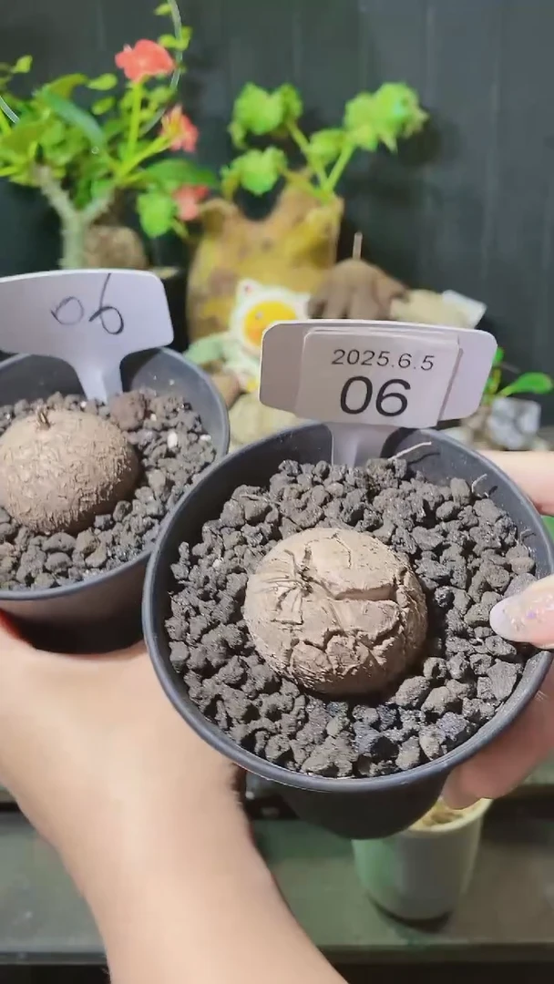 6号605南非龟甲龙1组