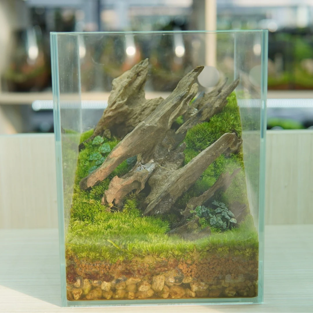 B8苔藓微景观大方缸孤品虾木（20*15）