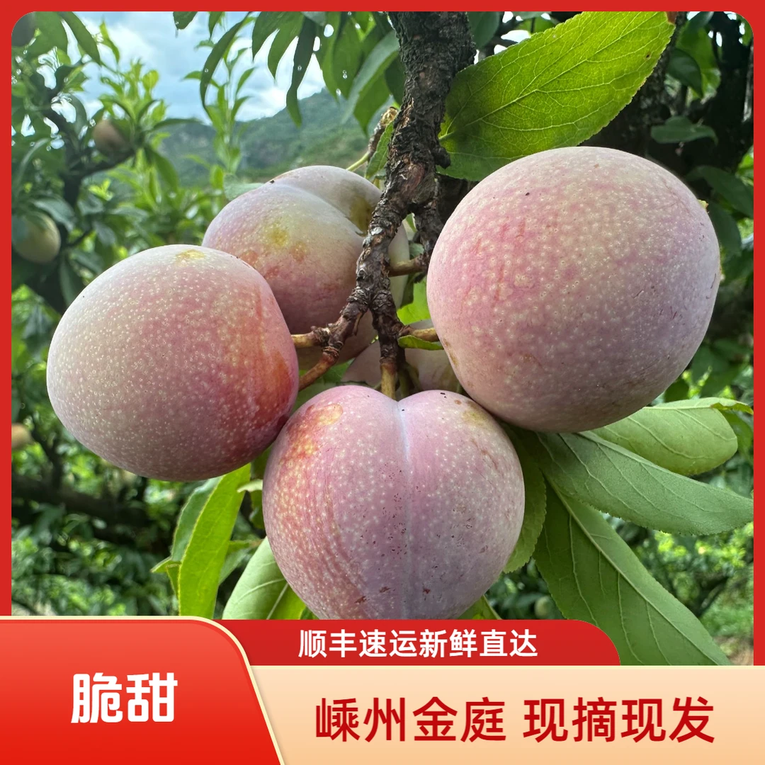 正宗嵊州桃形李新鲜水果脆甜桃型李子采摘金庭红心李现摘顺丰发